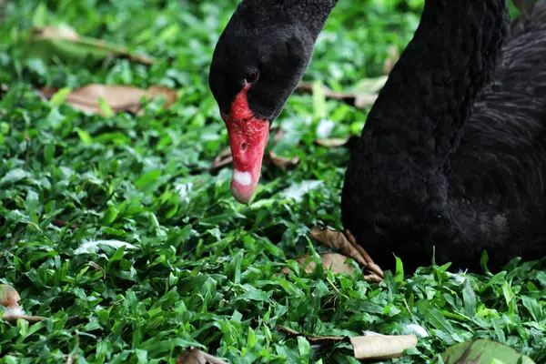 stock image Cygnus atratus or Black Swan, is a species of water bird with a striking appearance with a graceful nature. The feathers are predominantly black and the bill is striking red.