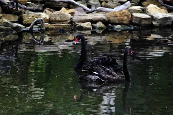 stock image Cygnus atratus or Black Swan, is a species of water bird with a striking appearance with a graceful nature. The feathers are predominantly black and the bill is striking red.