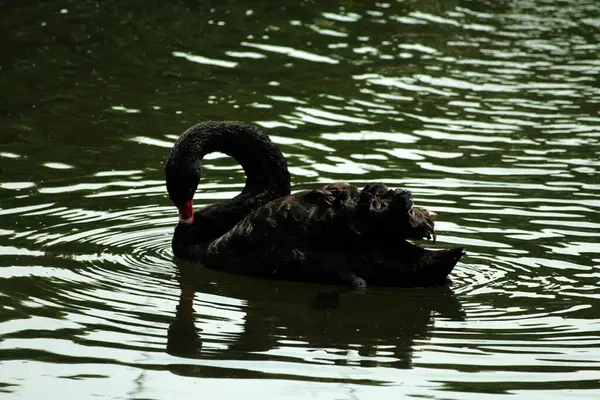 stock image Cygnus atratus or Black Swan, is a species of water bird with a striking appearance with a graceful nature. The feathers are predominantly black and the bill is striking red.