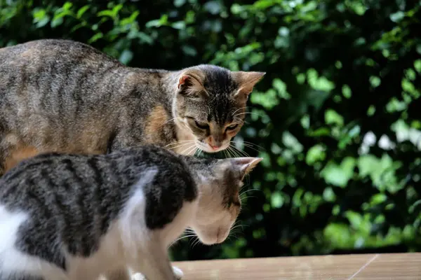 stock image Cute stray cats. Cats are the animals most familiar with humans.