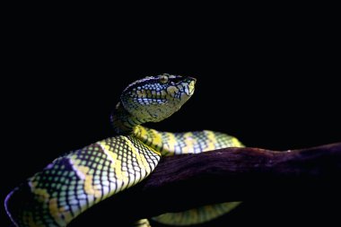 Bilimsel dilde Tapınak Viper, Crotalinae kabilesinden zehirli bir ağaç yılanı türüdür..