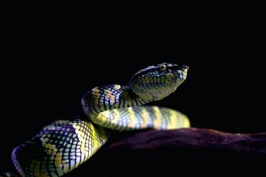 Bilimsel dilde Tapınak Viper, Crotalinae kabilesinden zehirli bir ağaç yılanı türüdür..