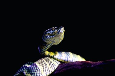 Bilimsel dilde Tapınak Viper, Crotalinae kabilesinden zehirli bir ağaç yılanı türüdür..