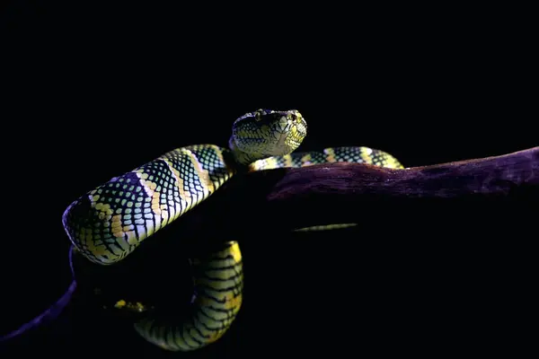 stock image Temple viper in scientific language Tropidolaemus wagleri is a type of venomous tree snake from the Crotalinae tribe.