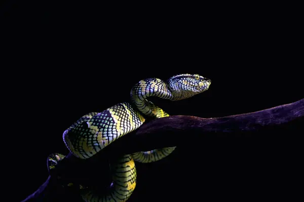 Bilimsel dilde Tapınak Viper, Crotalinae kabilesinden zehirli bir ağaç yılanı türüdür..