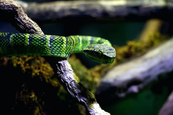 stock image Temple viper in scientific language Tropidolaemus wagleri is a type of venomous tree snake from the Crotalinae tribe.
