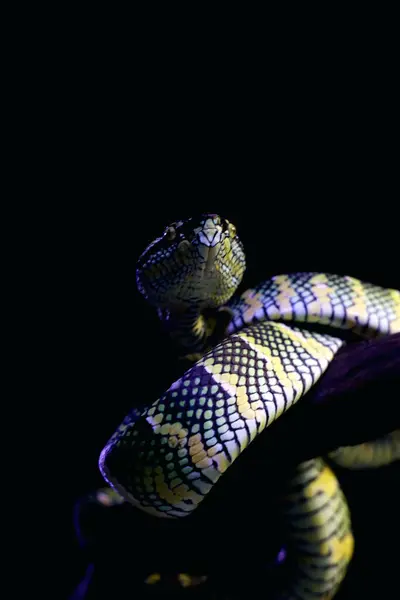 stock image Temple viper in scientific language Tropidolaemus wagleri is a type of venomous tree snake from the Crotalinae tribe.