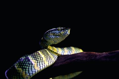 Bilimsel dilde Tapınak Viper, Crotalinae kabilesinden zehirli bir ağaç yılanı türüdür..