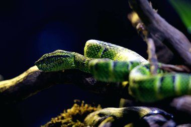 Bilimsel dilde Tapınak Viper, Crotalinae kabilesinden zehirli bir ağaç yılanı türüdür..