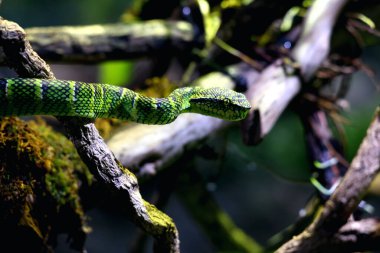 Bilimsel dilde Tapınak Viper, Crotalinae kabilesinden zehirli bir ağaç yılanı türüdür..