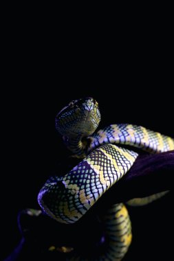 Bilimsel dilde Tapınak Viper, Crotalinae kabilesinden zehirli bir ağaç yılanı türüdür..