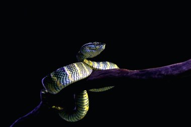 Bilimsel dilde Tapınak Viper, Crotalinae kabilesinden zehirli bir ağaç yılanı türüdür..