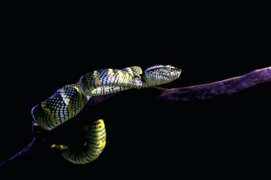 Bilimsel dilde Tapınak Viper, Crotalinae kabilesinden zehirli bir ağaç yılanı türüdür..