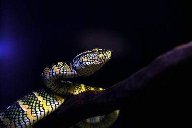 Temple viper in scientific language Tropidolaemus wagleri is a type of venomous tree snake from the Crotalinae tribe. clipart