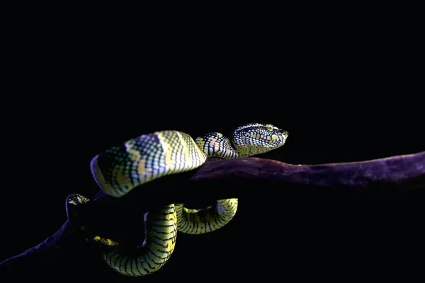 stock image Temple viper in scientific language Tropidolaemus wagleri is a type of venomous tree snake from the Crotalinae tribe.