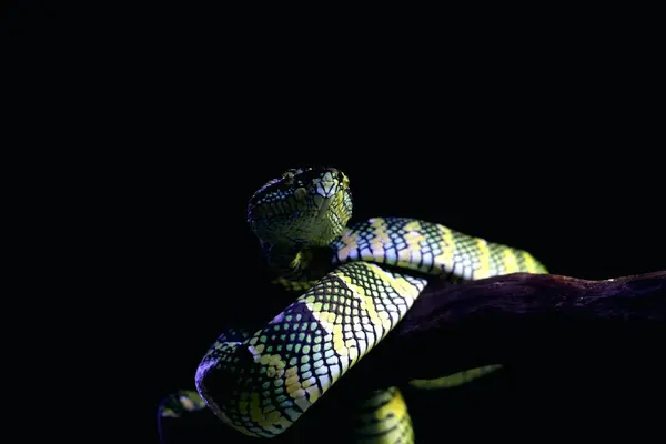 stock image Temple viper in scientific language Tropidolaemus wagleri is a type of venomous tree snake from the Crotalinae tribe.