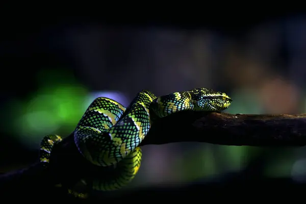 stock image Temple viper in scientific language Tropidolaemus wagleri is a type of venomous tree snake from the Crotalinae tribe.
