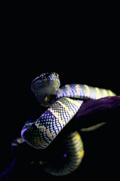 Bilimsel dilde Tapınak Viper, Crotalinae kabilesinden zehirli bir ağaç yılanı türüdür..