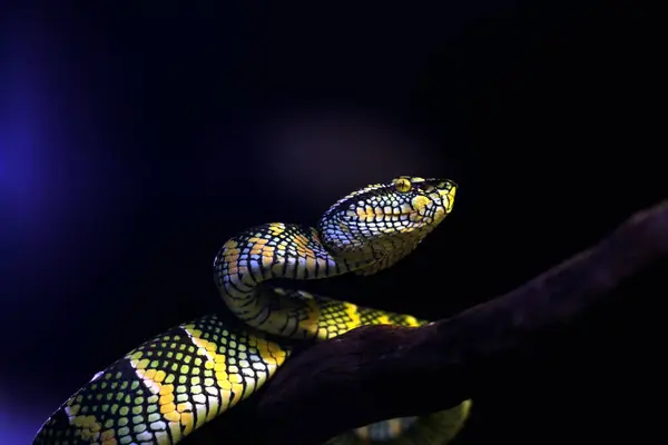 Bilimsel dilde Tapınak Viper, Crotalinae kabilesinden zehirli bir ağaç yılanı türüdür..