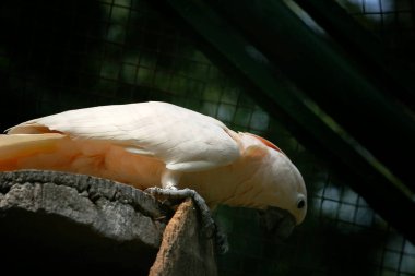 Moluccan Kakadusu veya bilimsel adı Cacatua moluccensis, pembe ile karıştırılmış beyaz tüylere sahiptir. Kafasının üzerinde büyük pembe bir arma var..