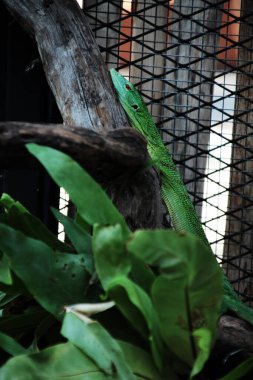 Zümrüt ağaç monitörü, Varanus prasinus veya yeşil ağaç monitörü, küçük ve orta büyüklükte bir ağaç gözlemcisidir..