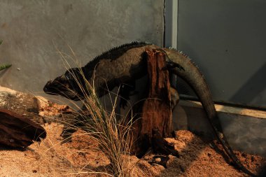 Gergedan iguanasının kabataslak bir dokusu ve grimsi bir teni vardır. Bu iguana türünü tanımak çok kolaydır çünkü büyük bir vücut boyutu ve boynuzlu bir kafası vardır..