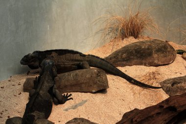 Gergedan iguanasının kabataslak bir dokusu ve grimsi bir teni vardır. Bu iguana türünü tanımak çok kolaydır çünkü büyük bir vücut boyutu ve boynuzlu bir kafası vardır..