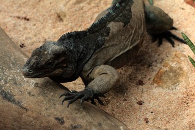 Gergedan iguanasının kabataslak bir dokusu ve grimsi bir teni vardır. Bu iguana türünü tanımak çok kolaydır çünkü büyük bir vücut boyutu ve boynuzlu bir kafası vardır..