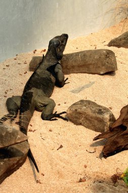 Gergedan iguanasının kabataslak bir dokusu ve grimsi bir teni vardır. Bu iguana türünü tanımak çok kolaydır çünkü büyük bir vücut boyutu ve boynuzlu bir kafası vardır..