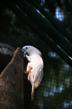 Moluccan Kakadusu veya bilimsel adı Cacatua moluccensis, pembe ile karıştırılmış beyaz tüylere sahiptir. Kafasının üzerinde büyük pembe bir arma var..