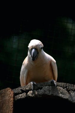 Moluccan Kakadusu veya bilimsel adı Cacatua moluccensis, pembe ile karıştırılmış beyaz tüylere sahiptir. Kafasının üzerinde büyük pembe bir arma var..