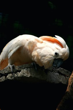 Moluccan Kakadusu veya bilimsel adı Cacatua moluccensis, pembe ile karıştırılmış beyaz tüylere sahiptir. Kafasının üzerinde büyük pembe bir arma var..