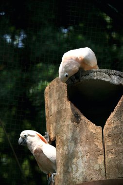 Moluccan Kakadusu veya bilimsel adı Cacatua moluccensis, pembe ile karıştırılmış beyaz tüylere sahiptir. Kafasının üzerinde büyük pembe bir arma var..