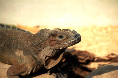 Gergedan iguanasının kabataslak bir dokusu ve grimsi bir teni vardır. Bu iguana türünü tanımak çok kolaydır çünkü büyük bir vücut boyutu ve boynuzlu bir kafası vardır..
