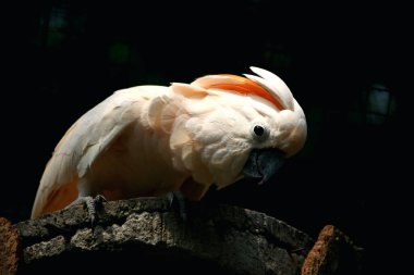 Moluccan Kakadusu veya bilimsel adı Cacatua moluccensis, pembe ile karıştırılmış beyaz tüylere sahiptir. Kafasının üzerinde büyük pembe bir arma var..