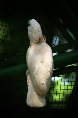 Moluccan Kakadusu veya bilimsel adı Cacatua moluccensis, pembe ile karıştırılmış beyaz tüylere sahiptir. Kafasının üzerinde büyük pembe bir arma var..