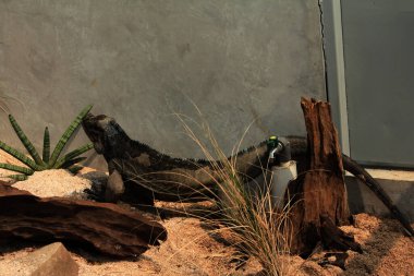 Gergedan iguanasının kabataslak bir dokusu ve grimsi bir teni vardır. Bu iguana türünü tanımak çok kolaydır çünkü büyük bir vücut boyutu ve boynuzlu bir kafası vardır..