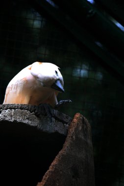 Moluccan Kakadusu veya bilimsel adı Cacatua moluccensis, pembe ile karıştırılmış beyaz tüylere sahiptir. Kafasının üzerinde büyük pembe bir arma var..