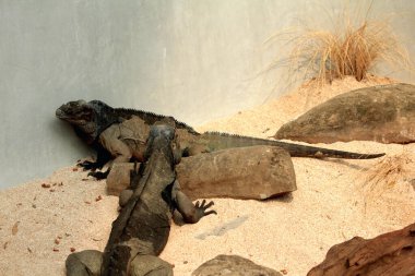 Gergedan iguanasının kabataslak bir dokusu ve grimsi bir teni vardır. Bu iguana türünü tanımak çok kolaydır çünkü büyük bir vücut boyutu ve boynuzlu bir kafası vardır..