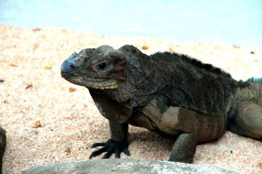 Gergedan iguanasının kabataslak bir dokusu ve grimsi bir teni vardır. Bu iguana türünü tanımak çok kolaydır çünkü büyük bir vücut boyutu ve boynuzlu bir kafası vardır..