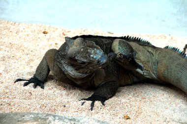 Gergedan iguanasının kabataslak bir dokusu ve grimsi bir teni vardır. Bu iguana türünü tanımak çok kolaydır çünkü büyük bir vücut boyutu ve boynuzlu bir kafası vardır..