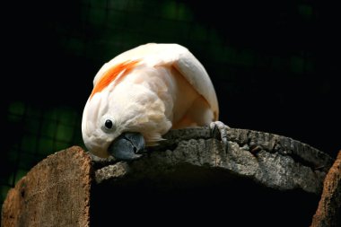 Moluccan Kakadusu veya bilimsel adı Cacatua moluccensis, pembe ile karıştırılmış beyaz tüylere sahiptir. Kafasının üzerinde büyük pembe bir arma var..