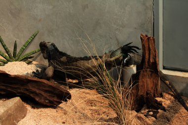 Gergedan iguanasının kabataslak bir dokusu ve grimsi bir teni vardır. Bu iguana türünü tanımak çok kolaydır çünkü büyük bir vücut boyutu ve boynuzlu bir kafası vardır..