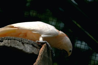 Moluccan Kakadusu veya bilimsel adı Cacatua moluccensis, pembe ile karıştırılmış beyaz tüylere sahiptir. Kafasının üzerinde büyük pembe bir arma var..