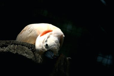 Moluccan Kakadusu veya bilimsel adı Cacatua moluccensis, pembe ile karıştırılmış beyaz tüylere sahiptir. Kafasının üzerinde büyük pembe bir arma var..