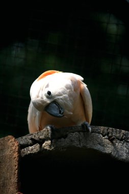 Moluccan Kakadusu veya bilimsel adı Cacatua moluccensis, pembe ile karıştırılmış beyaz tüylere sahiptir. Kafasının üzerinde büyük pembe bir arma var..