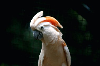 Moluccan Kakadusu veya bilimsel adı Cacatua moluccensis, pembe ile karıştırılmış beyaz tüylere sahiptir. Kafasının üzerinde büyük pembe bir arma var..