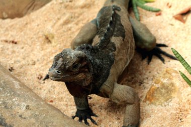 Gergedan iguanasının kabataslak bir dokusu ve grimsi bir teni vardır. Bu iguana türünü tanımak çok kolaydır çünkü büyük bir vücut boyutu ve boynuzlu bir kafası vardır..