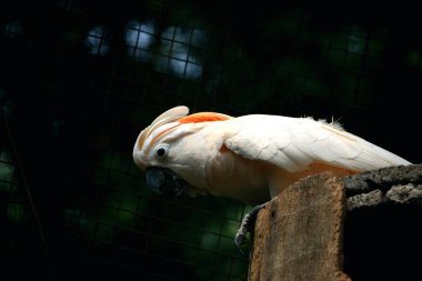 Moluccan Kakadusu veya bilimsel adı Cacatua moluccensis, pembe ile karıştırılmış beyaz tüylere sahiptir. Kafasının üzerinde büyük pembe bir arma var..