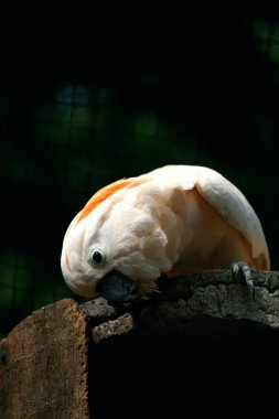 Moluccan Kakadusu veya bilimsel adı Cacatua moluccensis, pembe ile karıştırılmış beyaz tüylere sahiptir. Kafasının üzerinde büyük pembe bir arma var..